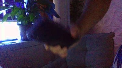 NinfaBrasilMusa CAM4 Model