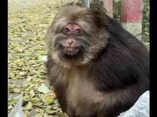 helicobacter-pylori CamSoda Model