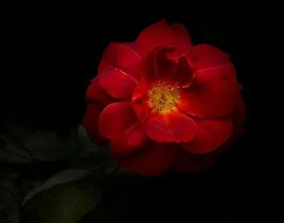 PurpleMoon Stripchat Model