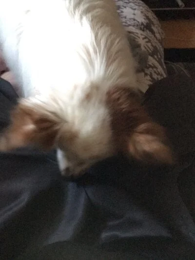 chocolatecakee Stripchat Model