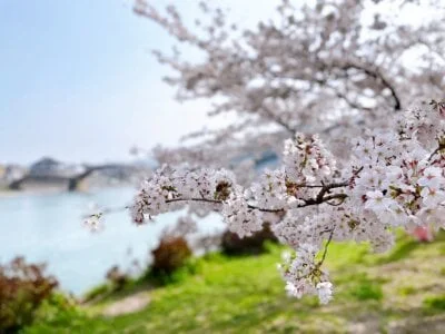 hitozuma_mao_m Stripchat Model